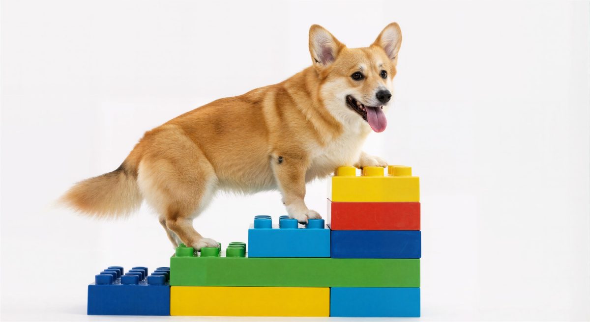 Dog Beds & Accessories