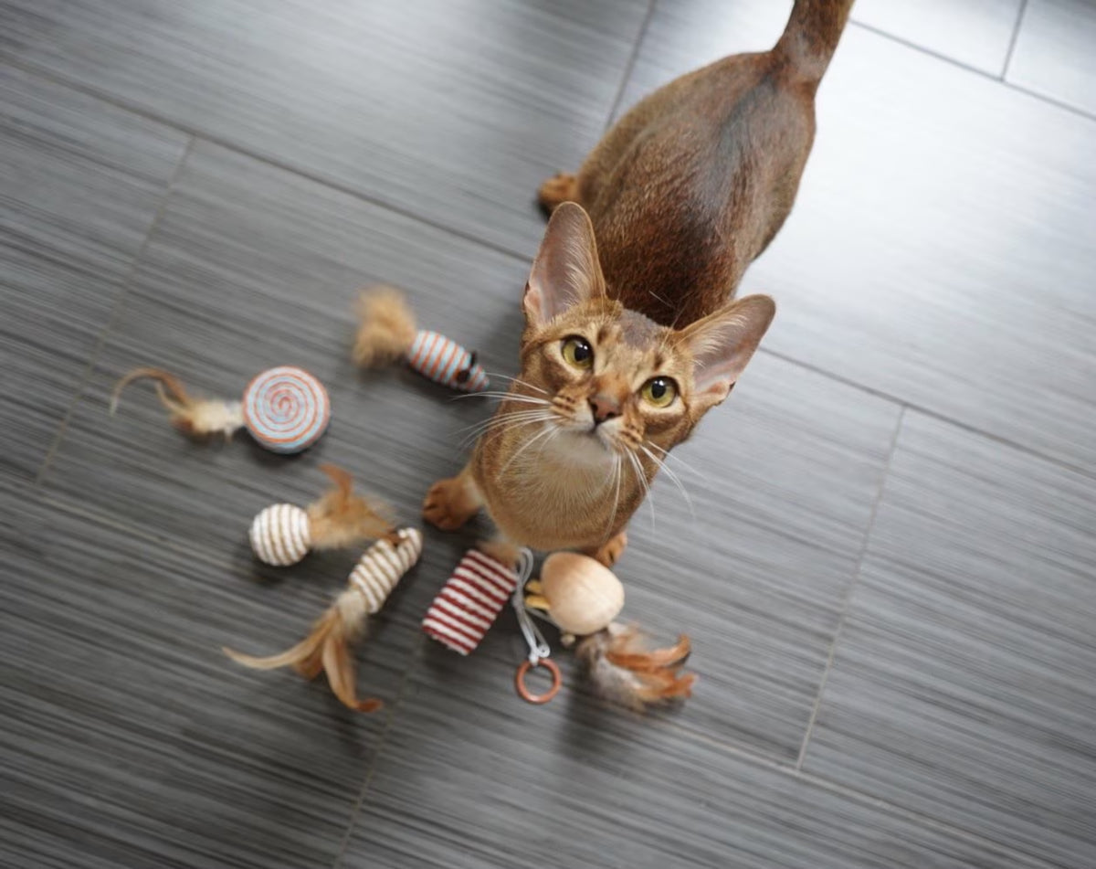 Pirate Pig Cat Feather Toys, Cattoy for Smartycat Interactive Cat Toys, Wands Teaser and Exerciser for Cat Kitten with Mouse Toy, Bell, Feather, Elastic String, and Wood Rod, Set of 7.