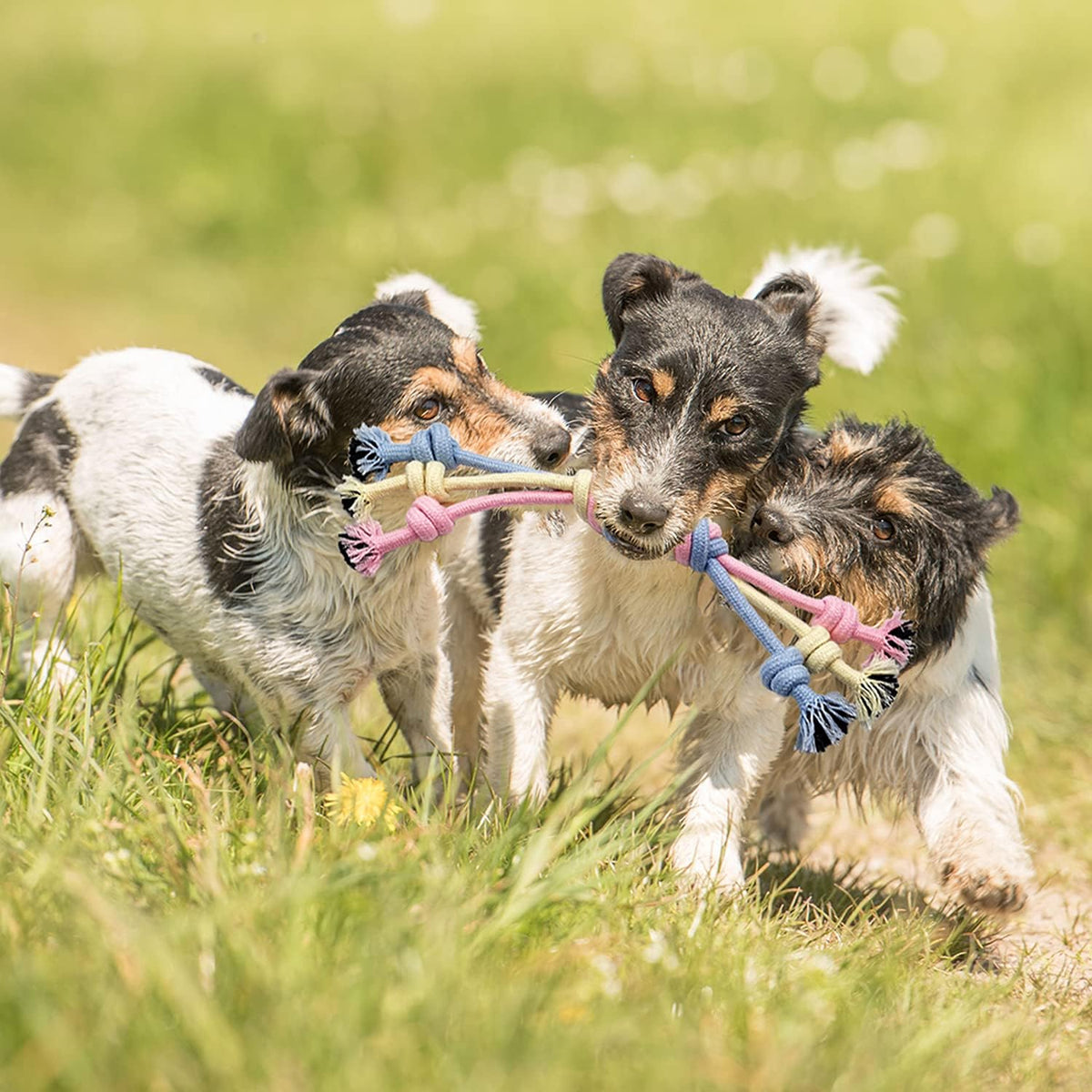 Puppy Chew Toys for Teething Puppy Toys Small Dog Rope Balls for Teething Chew Interactive Teeth Cleaning Tug Toys Storage Baske